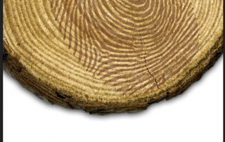 lindsey-davis-goose-1