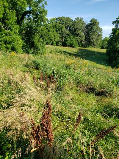 Prairie Grass