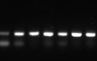 3-8-24-COX-2-on-cDNA cDNA