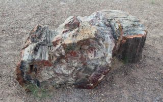 5 Wood stump