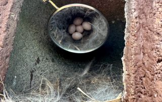 672851145934255707 Eggs