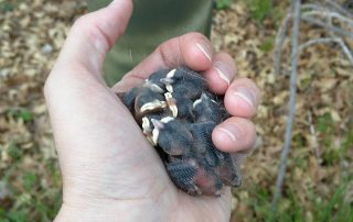 BCCH_Young Baby birds held in hand