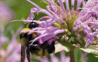 OLYMPUS DIGITAL CAMERA Bee on flower
