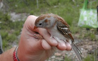 DSCN5931 Bird in hand