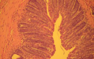 HE-Mouse-7 Cells