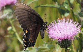 OLYMPUS DIGITAL CAMERA Butterfly on flower