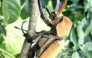 elephant-beetle elephant beetle