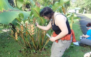 checking plants