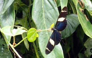 img_6921 butterfly