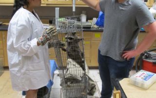img_7414 weighing a raccoon