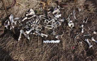 picture2-1 skeletal remains from mammalian bone weathering study