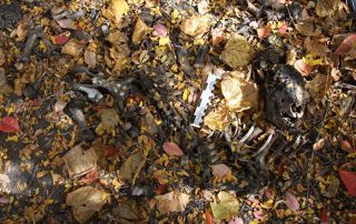 picture3-1 skeletal remains