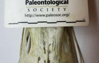 picture4-1 modern avian dinosaur pelvis