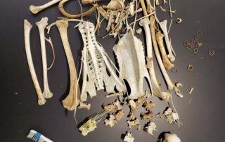 picture5-1 avian dinosaur skeletal remains