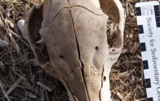 picture8-1 animal skull