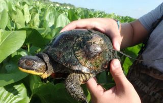 OLYMPUS DIGITAL CAMERA Turtle