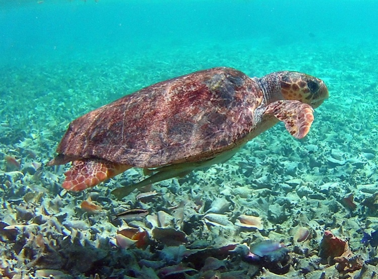 sea turtle underwater