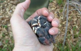 hand holding baby birds