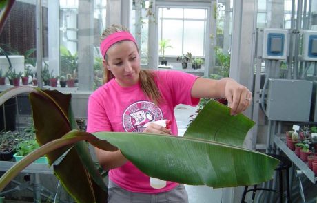 Student working with plant in MWSU greenhouse