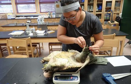 MWSU student weighing turtle