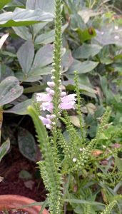 Physostegia virginiana