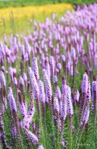 Liatris-pycnostachya