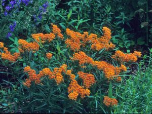 Butterfly milkweed