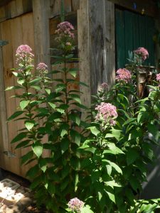 eutrochium purpureum - Sarah Linn
