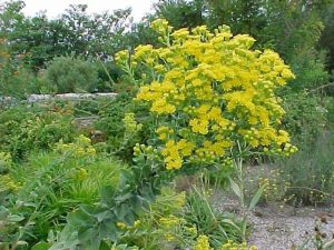 Stiff leaved goldenrod