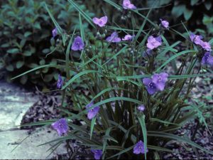Ohio Spiderwort