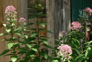 Tall stems with lots of leaves carry round pinkish flowers at their tops.