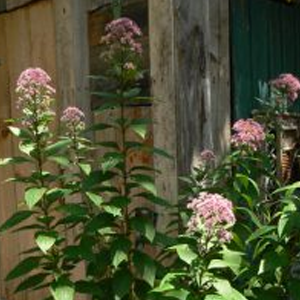 Tall stems with lots of leaves carry round pinkish flowers at their tops.