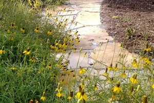 Yellow flowers grow near a pathway.