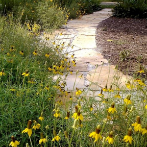 Yellow flowers grow near a pathway.