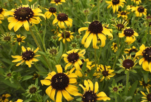 A field of yellow flowers with large dark centers