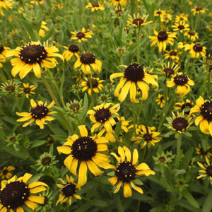 A field of yellow flowers with large dark centers