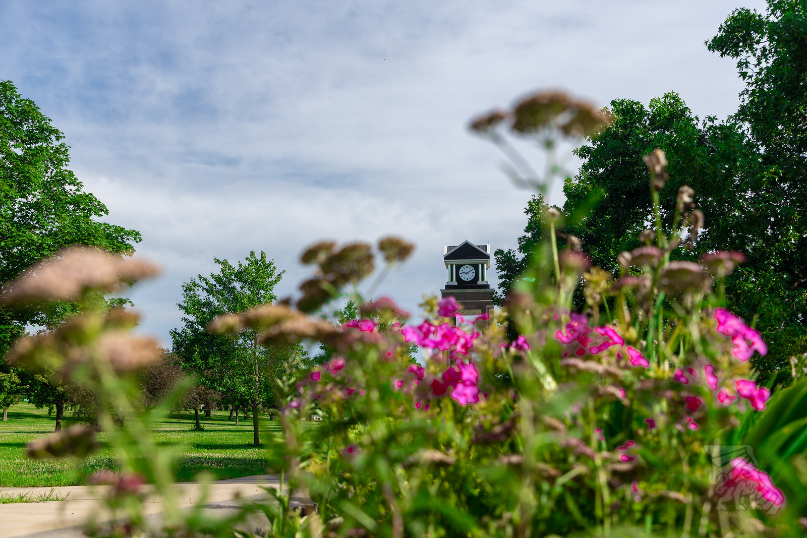 The MoWest clocktower peeks out from between beautiful native wildflowers