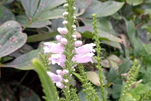 A long flower with light lavender petals that come out near the base, while the green stem continues toward the sky.