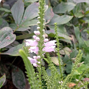 A long flower with light lavender petals that come out near the base, while the green stem continues toward the sky.
