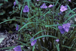 Small purple flowers grow in a grassy looking green bunch.