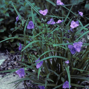 Small purple flowers grow in a grassy looking green bunch.