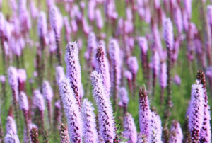 Tall purple rod-like flowers stand in a field.