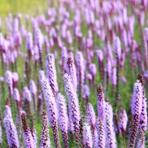 Tall purple rod-like flowers stand in a field.