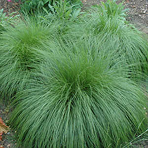 Long green strands bend down on this circular shaped plant with tufts of sprouts at the top.
