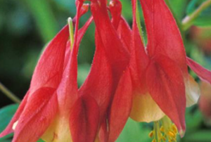 Red flowers with yellow insides growing upside down.