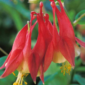 Red flowers with yellow insides growing upside down.
