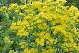 Beautiful yellow flowers grow in bunches
