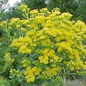 Beautiful yellow flowers grow in bunches