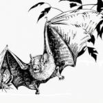 Batty about bats  20151029