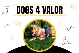 dogs 4 valor service dog
